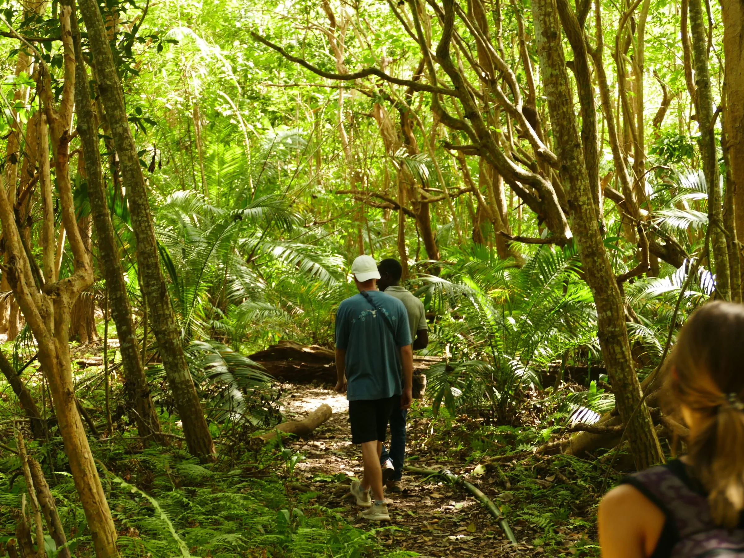 Visitors walking a shaded forest trail in Jozani Forest, Zanzibar