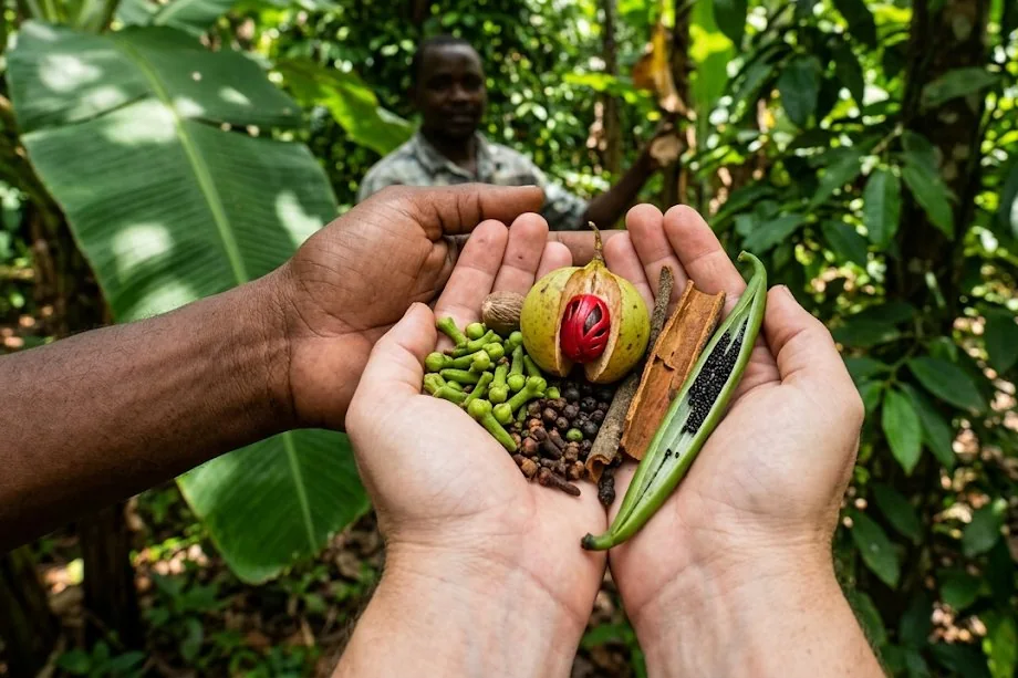 Freshly harvested spices at a Zanzibar spice farm