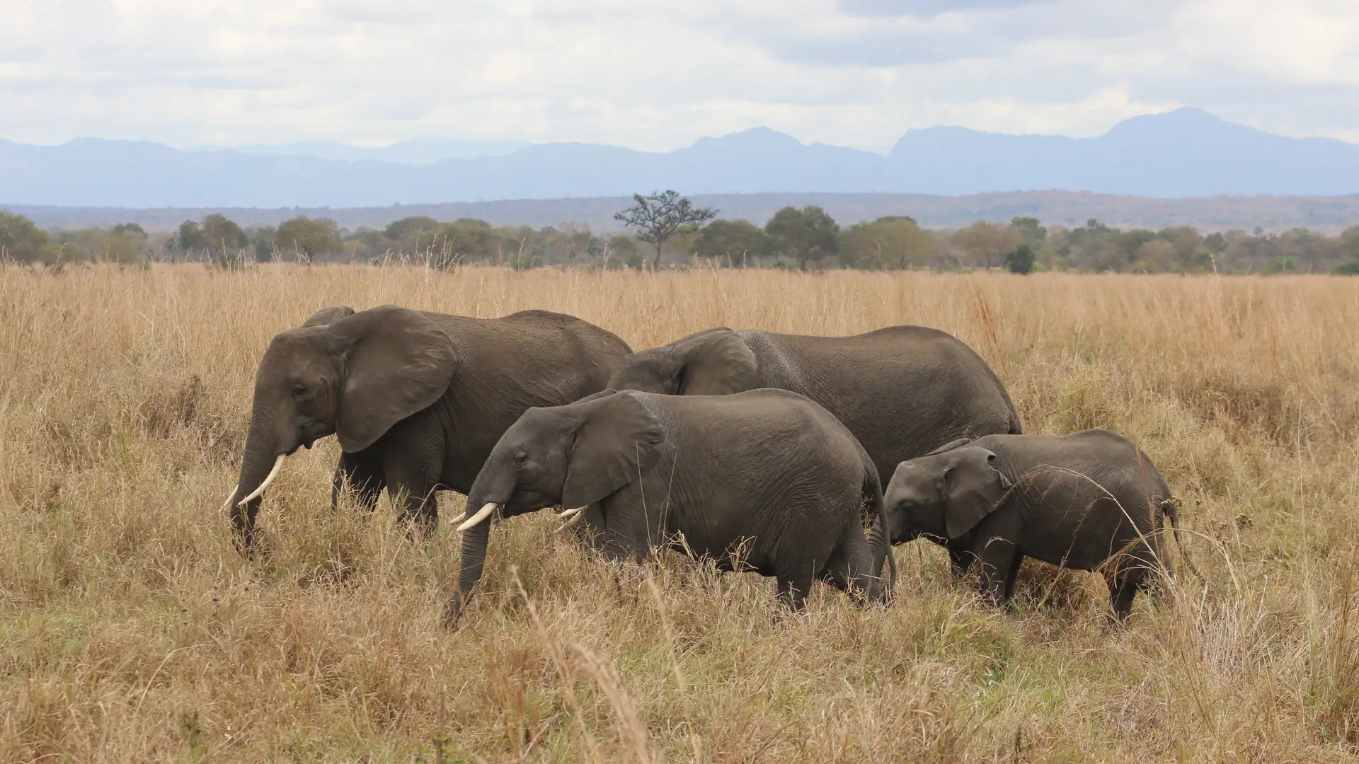 Elephants on a game drive in Mikumi National Park, Tanzania