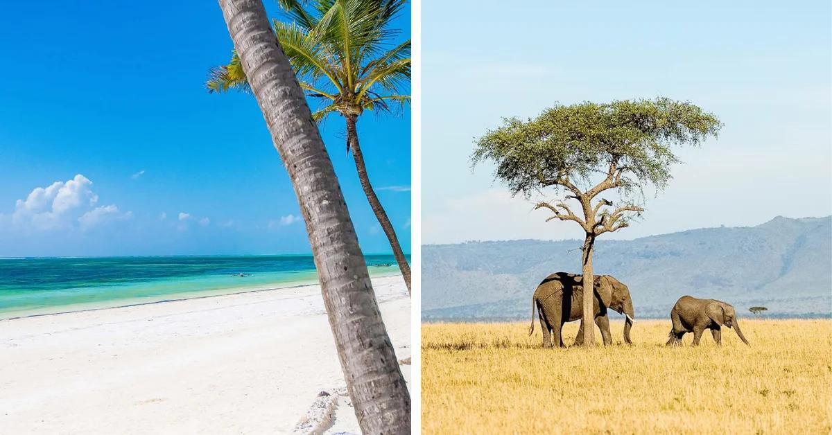 How to Go on a Safari From Zanzibar